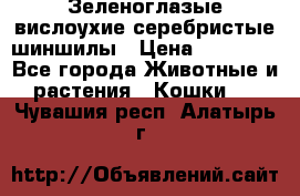 Зеленоглазые вислоухие серебристые шиншилы › Цена ­ 20 000 - Все города Животные и растения » Кошки   . Чувашия респ.,Алатырь г.